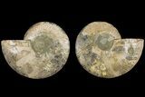 Agatized, Cut & Polished Ammonite Fossil - Madagasar #184290-1